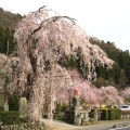 桜　２