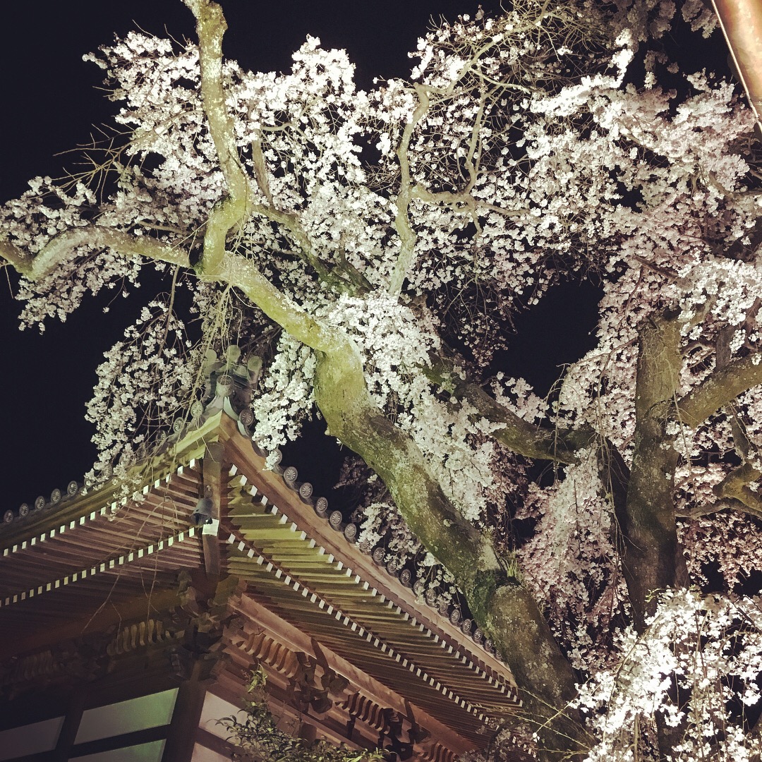 無量寺の桜