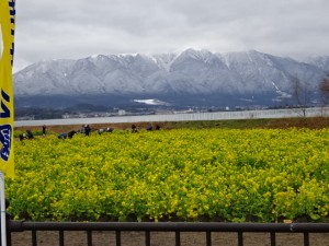 守山の菜の花と冠雪する比良山系
