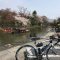 八幡堀の桜
