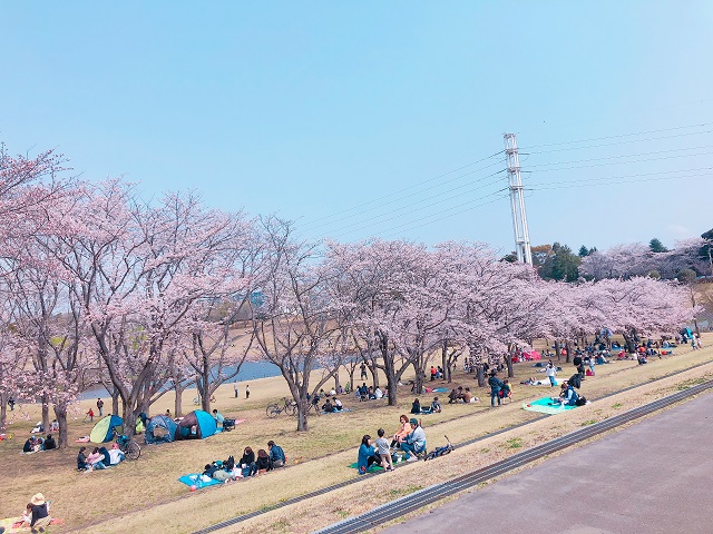 お花見ライドレポート